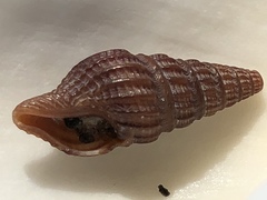 Pyrgospira tampaensis image