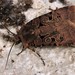 Chersotis rectangula - Photo (c) Paolo Mazzei, some rights reserved (CC BY-NC), uploaded by Paolo Mazzei