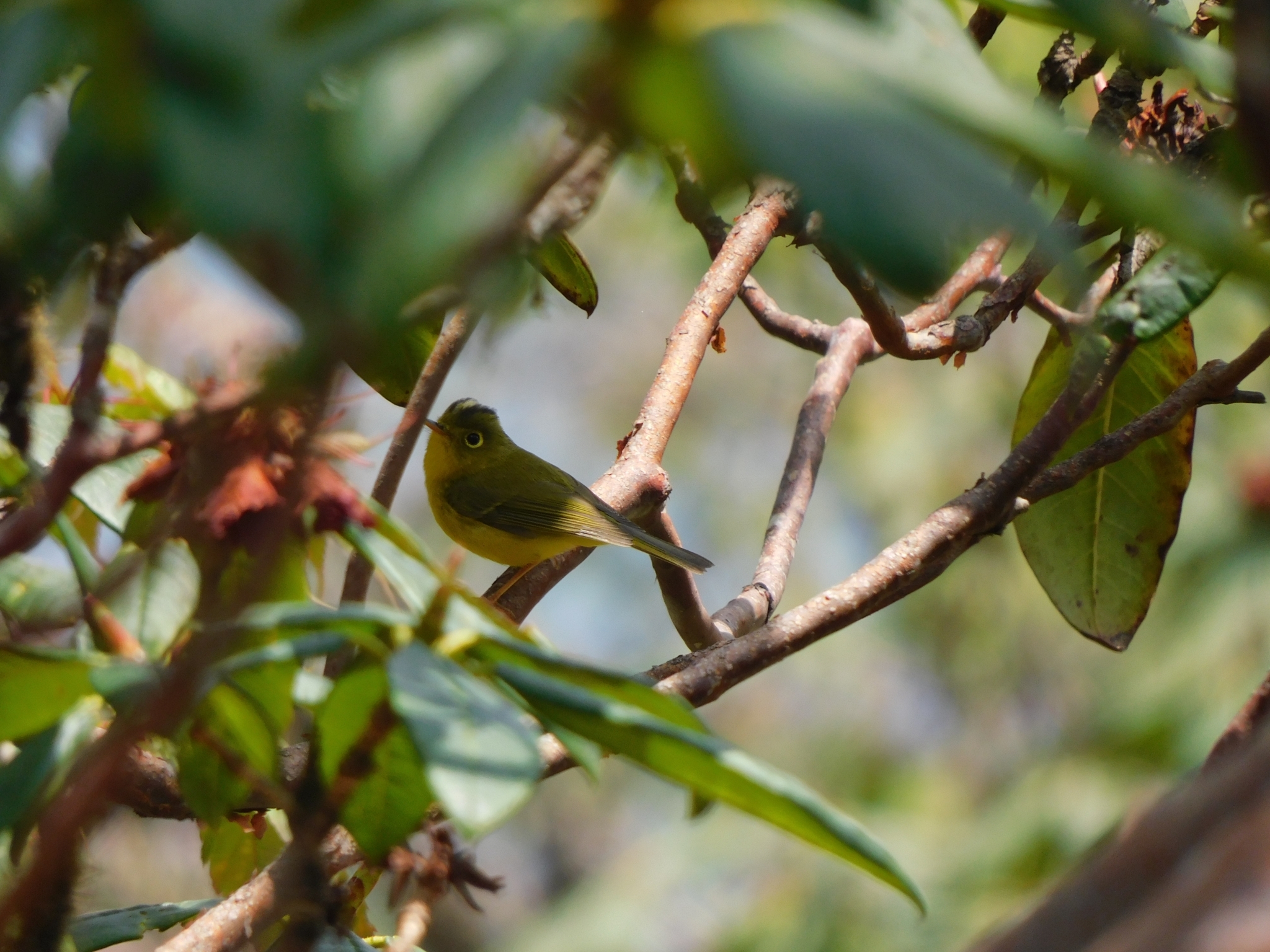 Whistler's Warbler