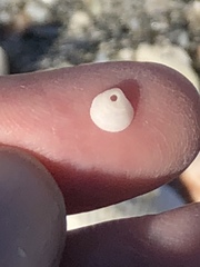 Parvilucina crenella