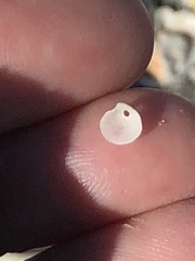 Parvilucina crenella