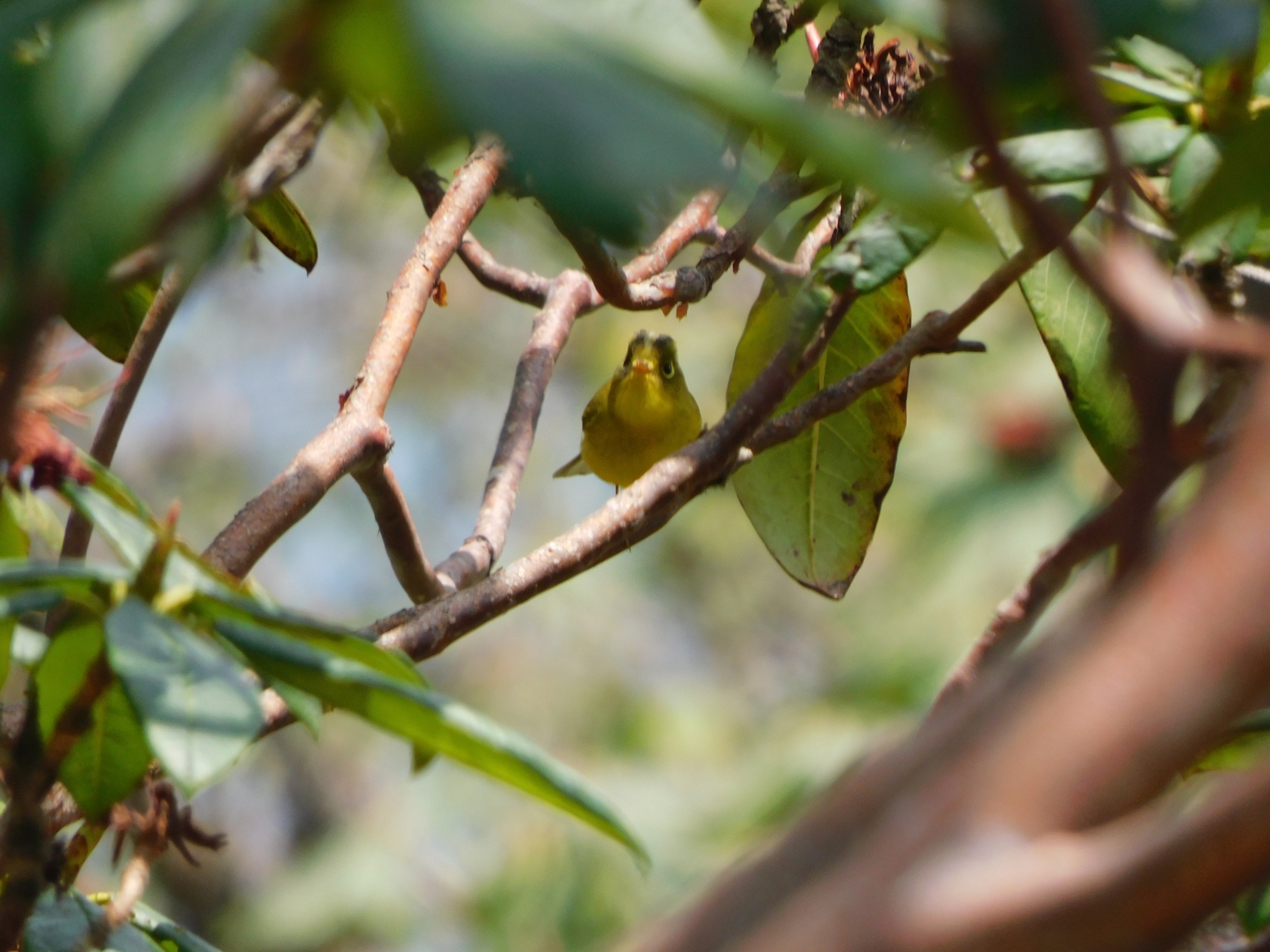 Whistler's Warbler