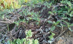 Acaena pinnatifida californica