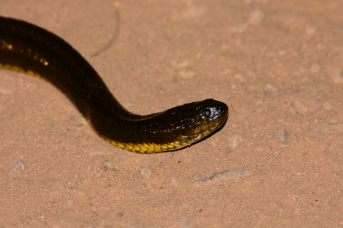 Brazilian Keelback