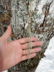 Usnea trichodea