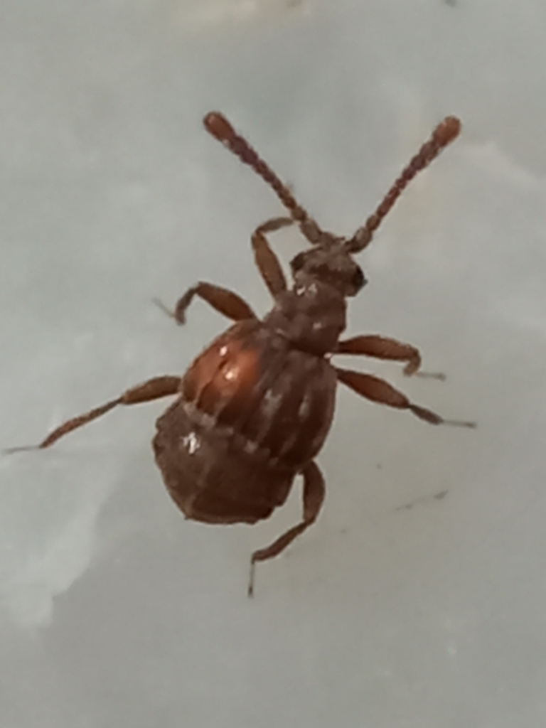 Odontalgini