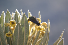 Espeletia hartwegiana