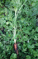 Daucus carota sativus
