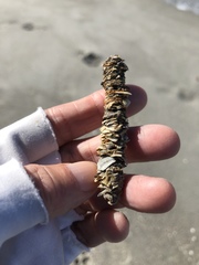 Diopatra cuprea