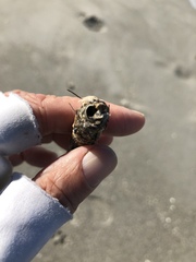 Diopatra cuprea