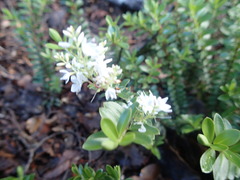 Veronica vernicosa