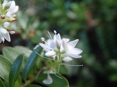 Veronica vernicosa