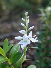 Veronica vernicosa