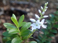 Veronica vernicosa