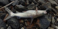 Blacktip Sea Catfish photo 1