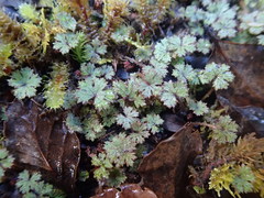 Hydrocotyle dissecta