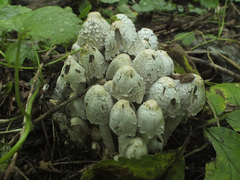 Coprinopsis strossmayeri