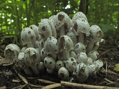 Coprinopsis strossmayeri