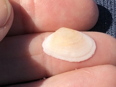 Psammotreta brevifrons