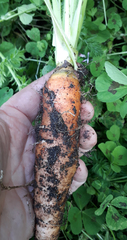 Daucus carota sativus