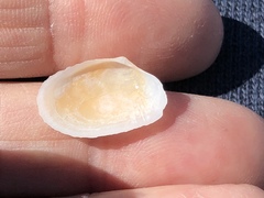 Psammotreta brevifrons
