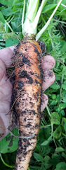 Daucus carota sativus