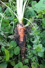 Daucus carota sativus