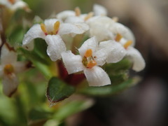 Pimelea oreophila hetera