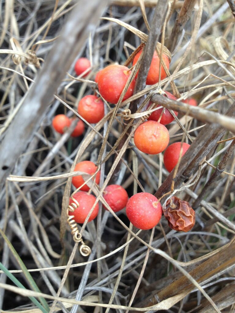 Dioscorea communis, Jerusalem, Israel, by bobasil