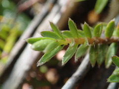 Pimelea oreophila hetera