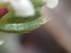 Pimelea oreophila hetera