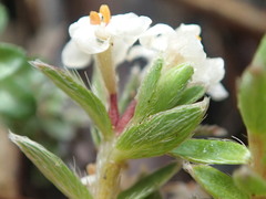 Pimelea oreophila hetera