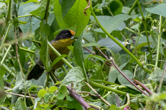 Atlapetes pallidinucha