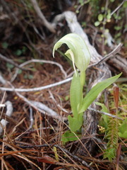 Pterostylis areolata