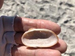 Barbatia domingensis