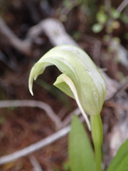 Pterostylis areolata