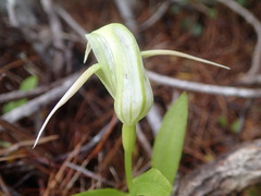 Pterostylis areolata
