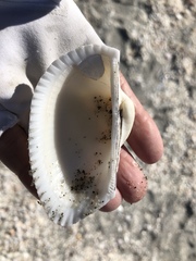 Anadara secticostata