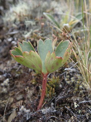 Ranunculus verticillatus