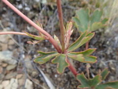 Ranunculus verticillatus