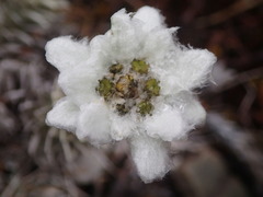 Leucogenes leontopodium