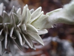 Leucogenes leontopodium