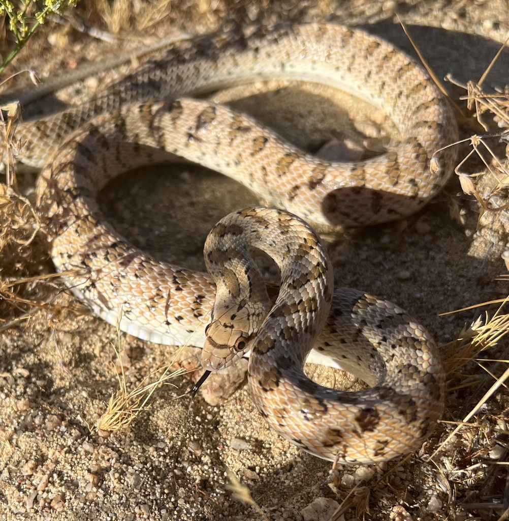 Mojave Glossy Snake from Rosamond, CA, US on June 22, 2023 at 07:44 AM ...