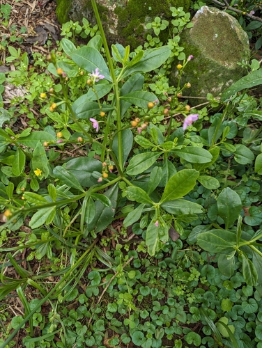 Philippine spinach