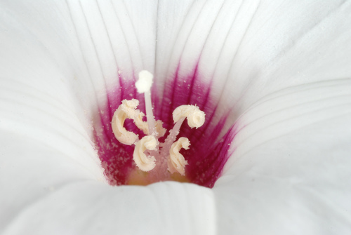 Alamo vine
