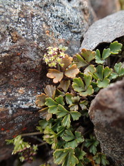 Azorella roughii