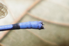 Argia elongata