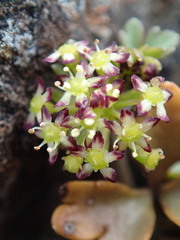 Azorella roughii