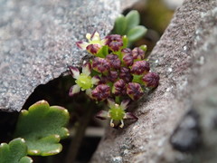 Azorella roughii