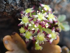 Azorella roughii